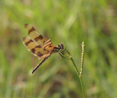 [Side view of a female atop a grass seed. There are some chunks of wing missing in several places and the entire edges of her wings look worn.]